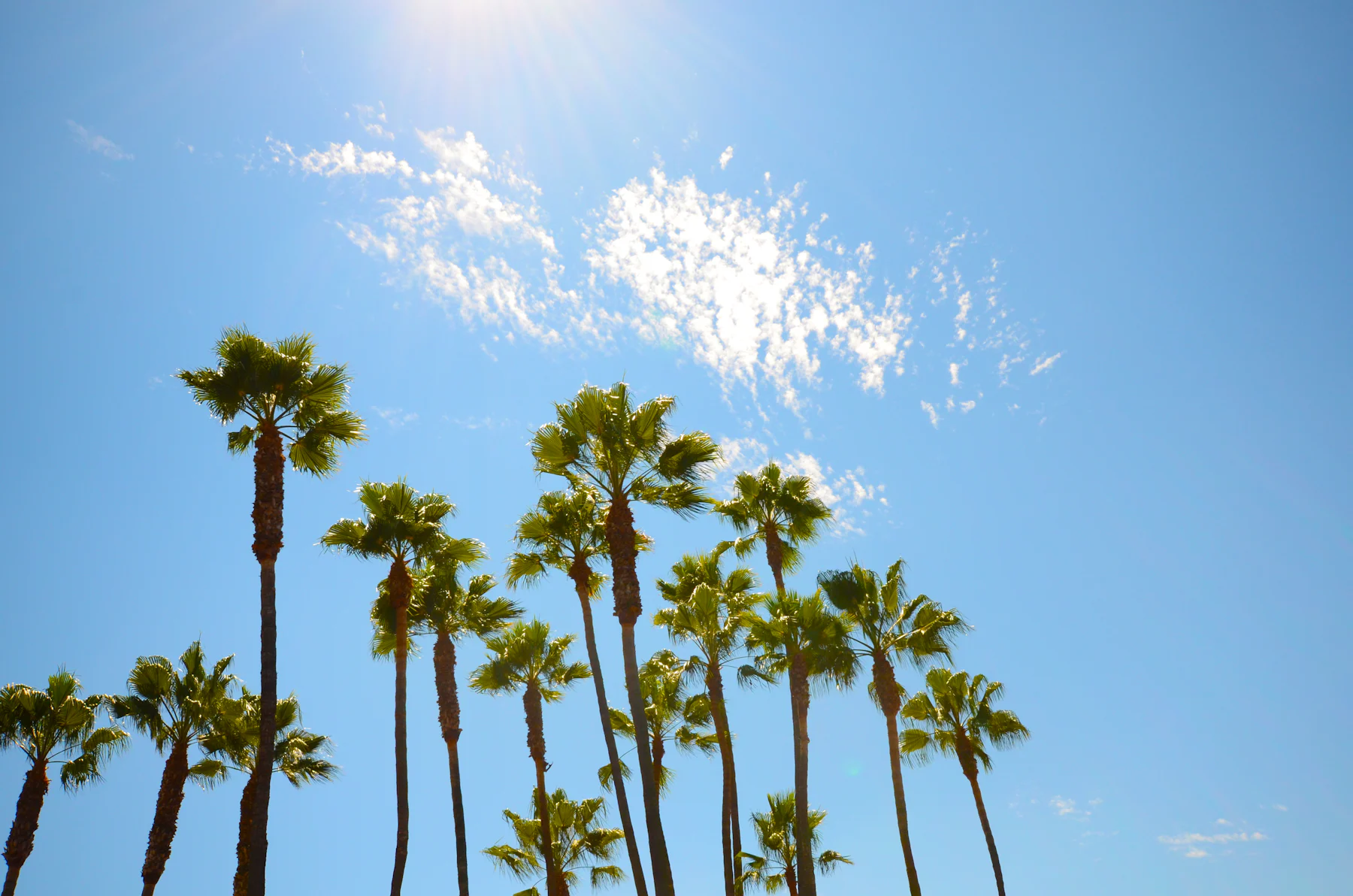 Palm trees against a clear sky